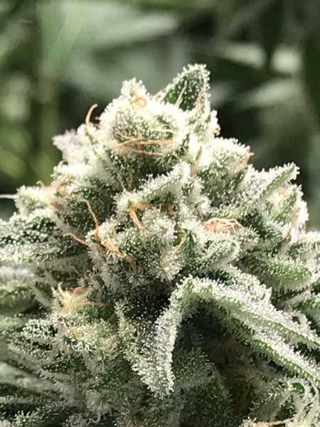 R-Kiem Seeds - Sublimator